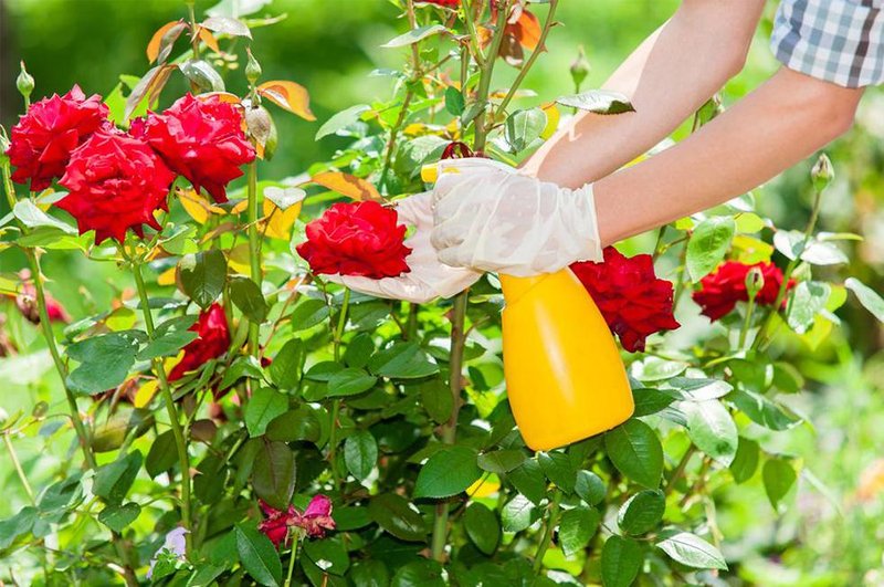 6 Cara Menanam Mawar di Rumah Supaya Kebun Tampak Cantik | Orami