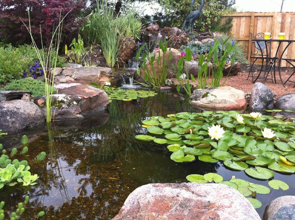 7 Tips for Planting Your Pond | Fish pond gardens, Pond landscaping, Pond plants