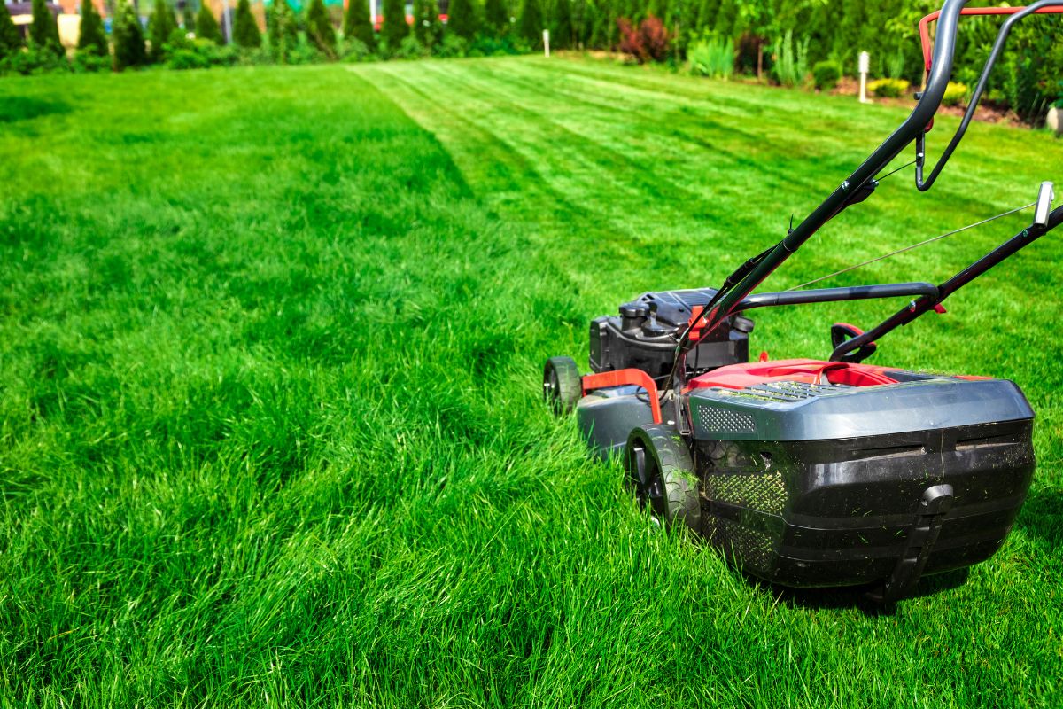 Comment tondre quand l'herbe est trop haute ? Ces astuces simples à mettre en œuvre font des ...