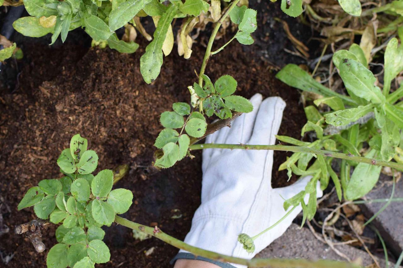 How to Care for Your Roses in Spring