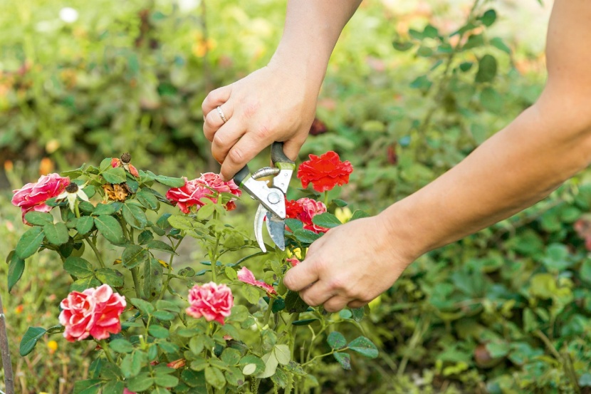 Sommerschnitt bei Rosen